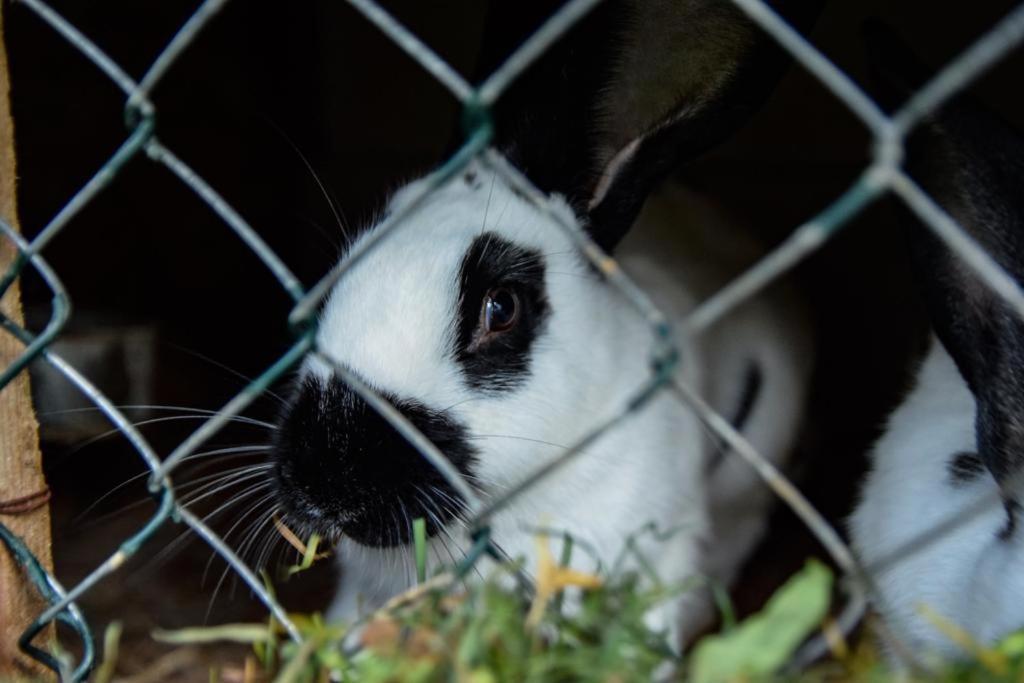 Borşa Casa Albaヴィラ エクステリア 写真