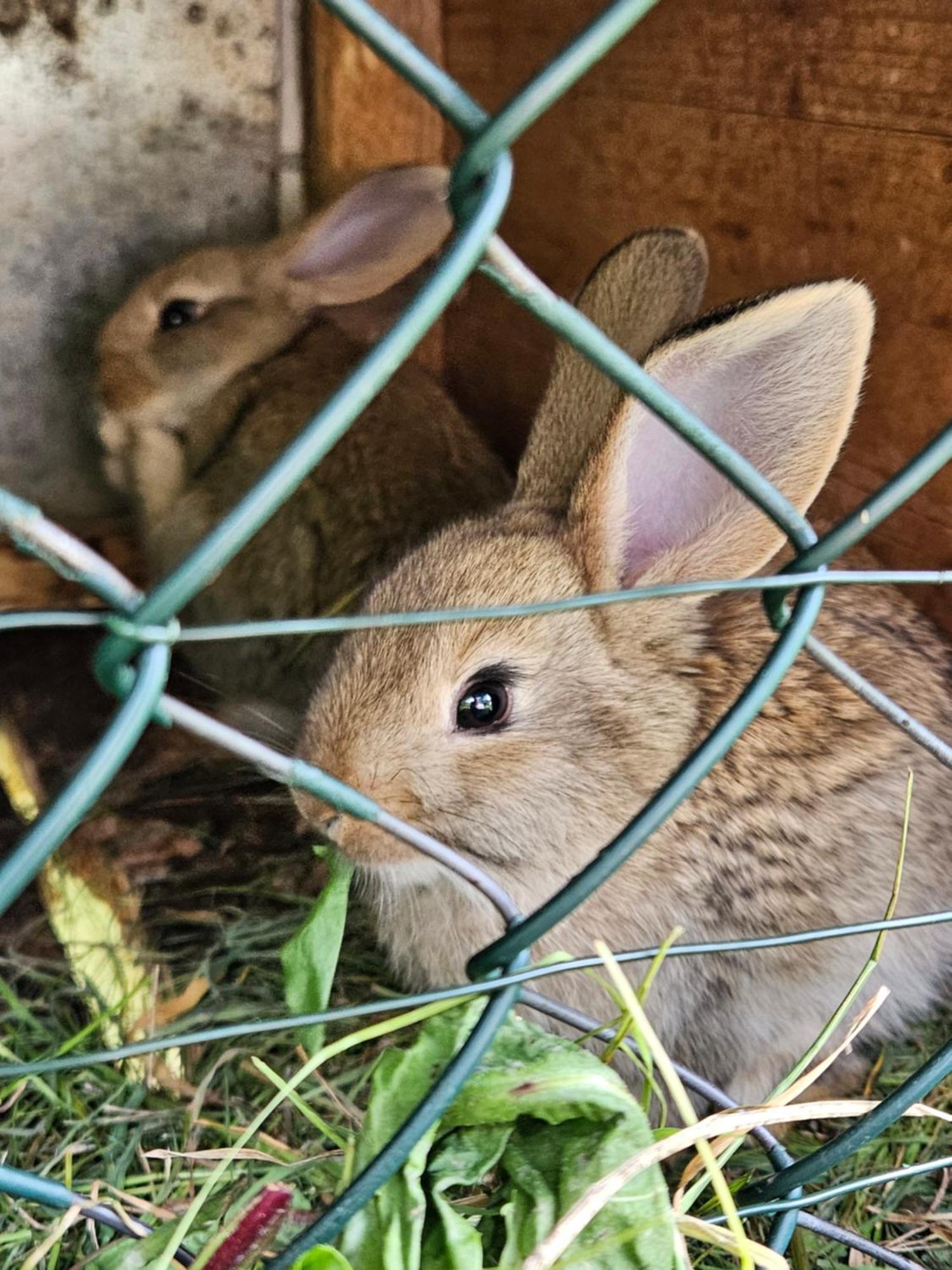 Borşa Casa Albaヴィラ エクステリア 写真